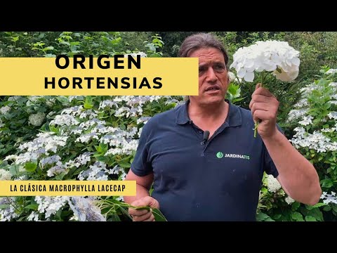 Video: Información sobre la hortensia Lacecap - Cómo cuidar las hortensias Lacecap