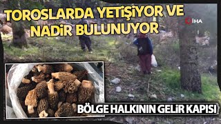 Antalyada Kuzugöbeği Mantarı Sezonu Başladı, Tazesinin Kilosu 150, Kurusunun İse 500 Tl