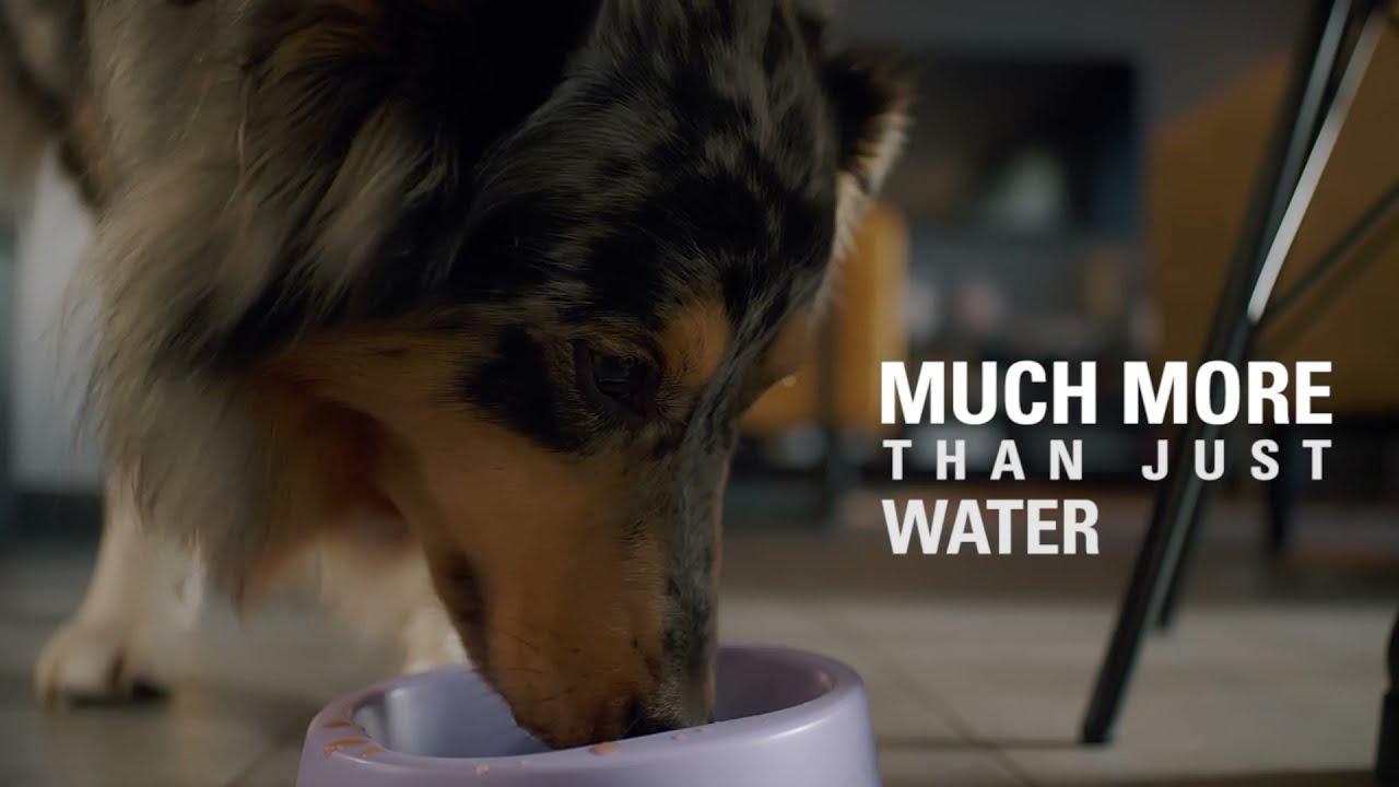 DoggyRade - Healthy Drinks For All Dogs