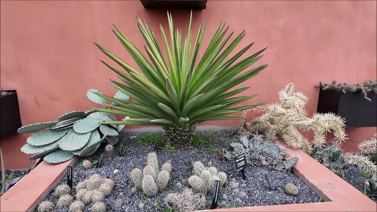 Как выглядит сад Руслана Хупова после катастрофичной продолжительной зимы, в пике -22,5