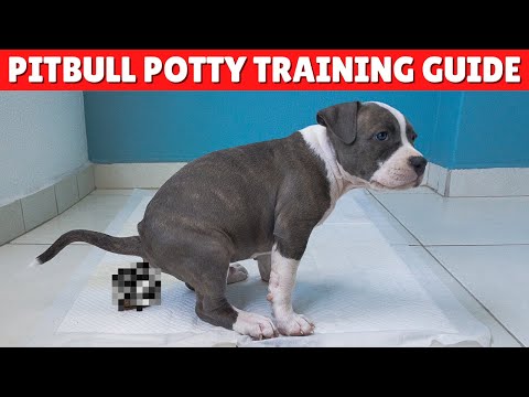 Vídeo: 5 dicas para Potty Training seu pitbull