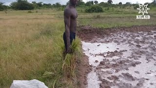 Kilimo Asilia: Upandaji Bora Wa Zao La Mpunga Kwa Kutumia Mikono