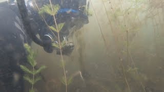 Eurasian water milfoil rebounds in lower eagle river chain of lakes