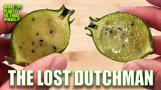 THE LOST DUTCHMAN EPIPHYLLUM TASTE AND REVIEW