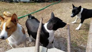 4 Basenjis vs a Big Stick