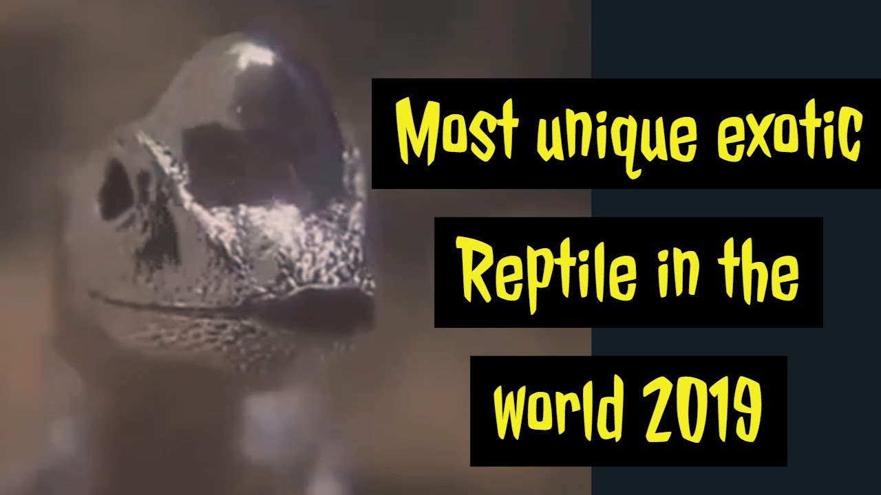 Most unique exotic reptile in the world 2019 | LAVINA ENT.