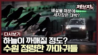 이맘때만 되면 까마귀 때문에 난리가 난다는 수원ㄷㄷ 떼까마귀가 수원에 반한 이유 | KBS 200116 방송