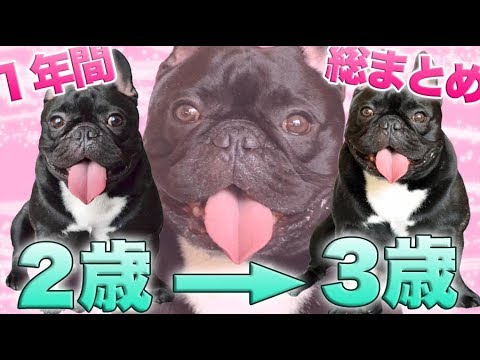 フレンチブルドッグココ誕生日　２歳→３歳の1年間！２歳総まとめ