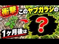目からうろこの雑草対策｜世界一簡単にヤブガラシを駆除する方法