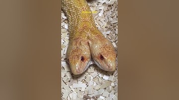 Siêu hiếm trong tự nhiên con rắn 2 đầu trái tính cùng sống trên 1 thân và cái kết #shorts #snake