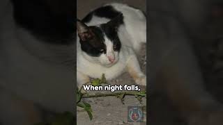 Miami Mewsigns:A Cat's experience