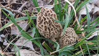 Morel Mushroom Hunting! Iowa Public Land! 1st Haul of 2026! 💚