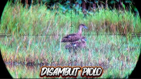 🔴 HUNTING BELIBIS SAMBIL NYANGGONG‼️Jangan lupa bawah mp3 akhirnya spot didatangi GAJAHAN 