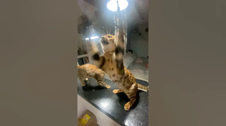 Watch the video about Treinando para as Olimpurríadas 🐯🐆🦁 #gatos #bengal #kitten #cute #filhotesfofinhos