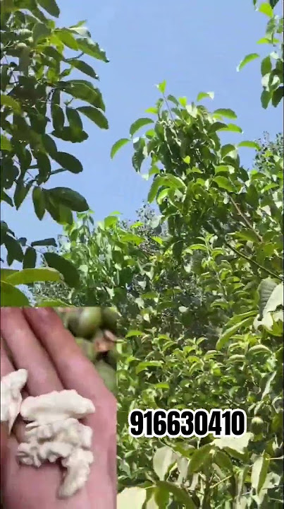 videoni do'stlariga ulashib qoying