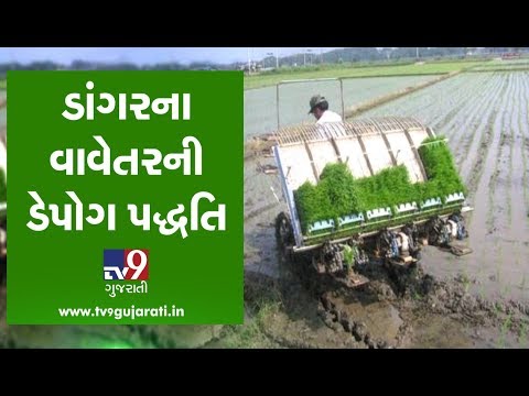 Know how Dapog Method is the best method of raising rice seedlings  | Tv9Dhartiputra