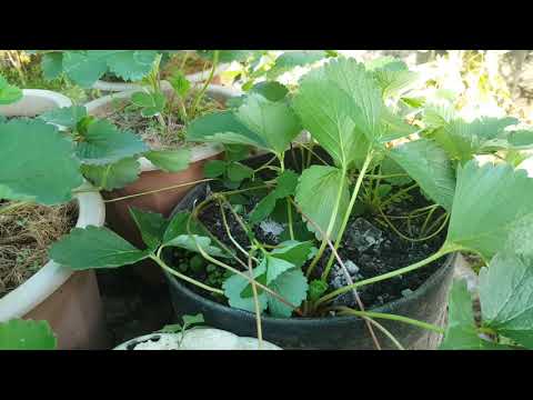 Video dâu tây???? đang mùa quả???? ra ngó nên để hay ngắt bỏ??? - youtube