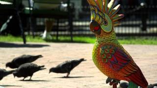 Margaritas Mexican Restaurant | Pigeons