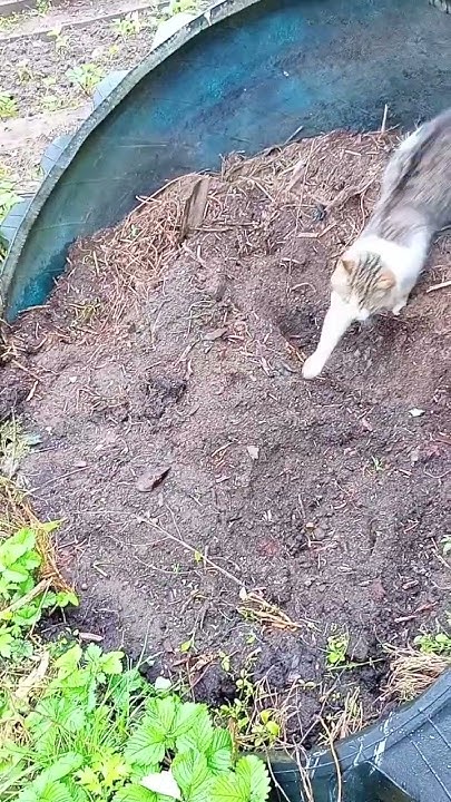 Кот Барбос и тракторное колесо. - YouTube