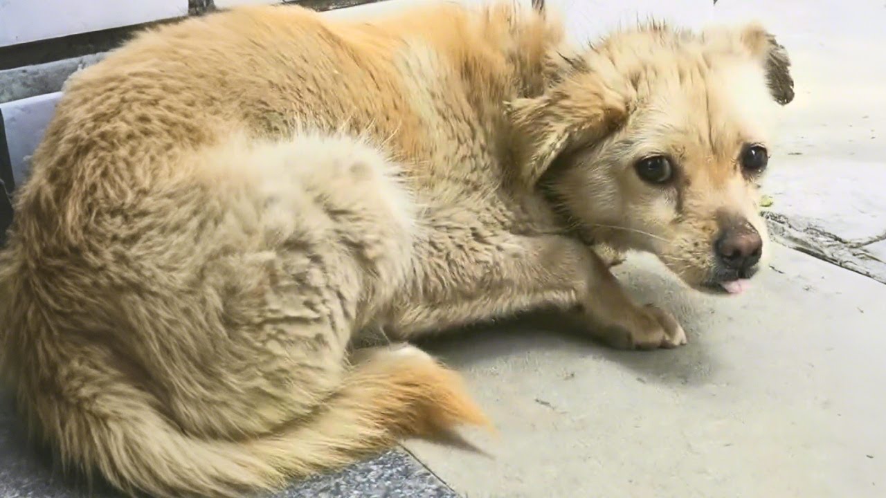 This loyal dog never forgot home… even after 7 years.