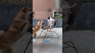 Dog Challenges Cat to a Boxing Match... Then Instantly Regrets It! 😂🥊🐶🐱