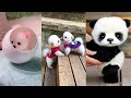 Tik Tok Chó Phốc Sóc Mini 😍 Funny and Cute Pomeranian 39