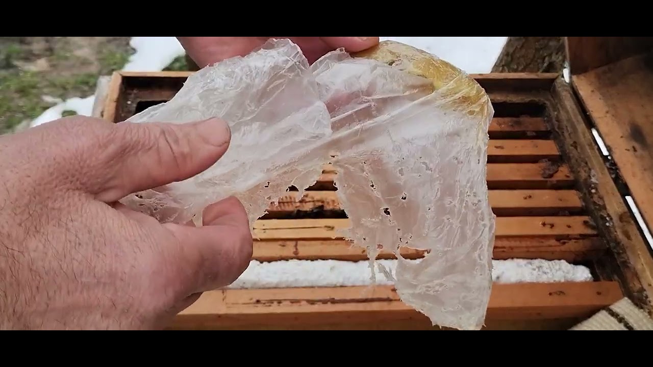 Continuăm inspecții la albine, și nu fără riscuri!