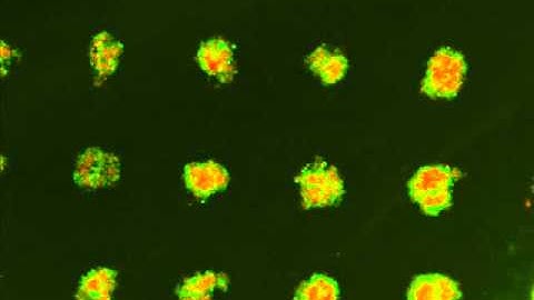 Time Lapse Video of Self-Assembly and Self-Sorting of Spheroids on the 3D Petri Dish