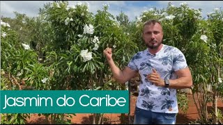 Jasmim do Caribe - A planta ideal para quem busca uma NOVIDADE no Jardim -  thptnganamst.edu.vn