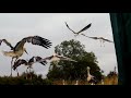 Young white storks released at knepp