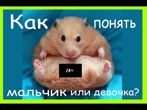 Как определить пол хомяка. Мальчик или девочка?