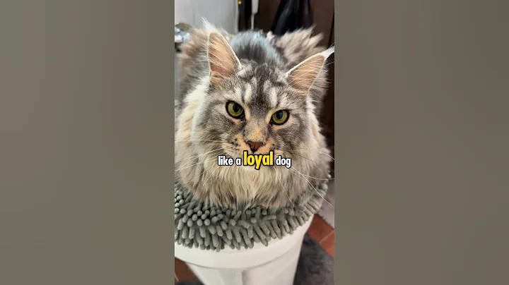 Watch the video about This Giant Cat Will Steal Your Heart! 🐱❤️ #mainecoon #cutecats #catlovers #bigcat #animals #pets