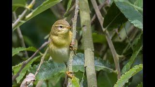 Nikon Z9 Nikkor 500Mm Pf Birds, Bees, Erflies And Dragonflies