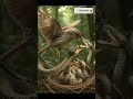 Bird 🦜 vs Snake 🐍 | Epic Wildlife Battle | Nature’s Real Fight Caught on Camera! #crime