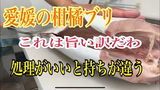 愛媛の柑橘ブリ　 これは旨い訳だわ 処理がらいいと持ちが違う編 vol307