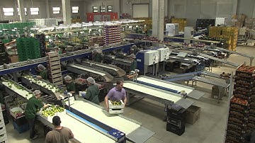 Processing and sorting lines for Elongated Tomatoes - UNITEC