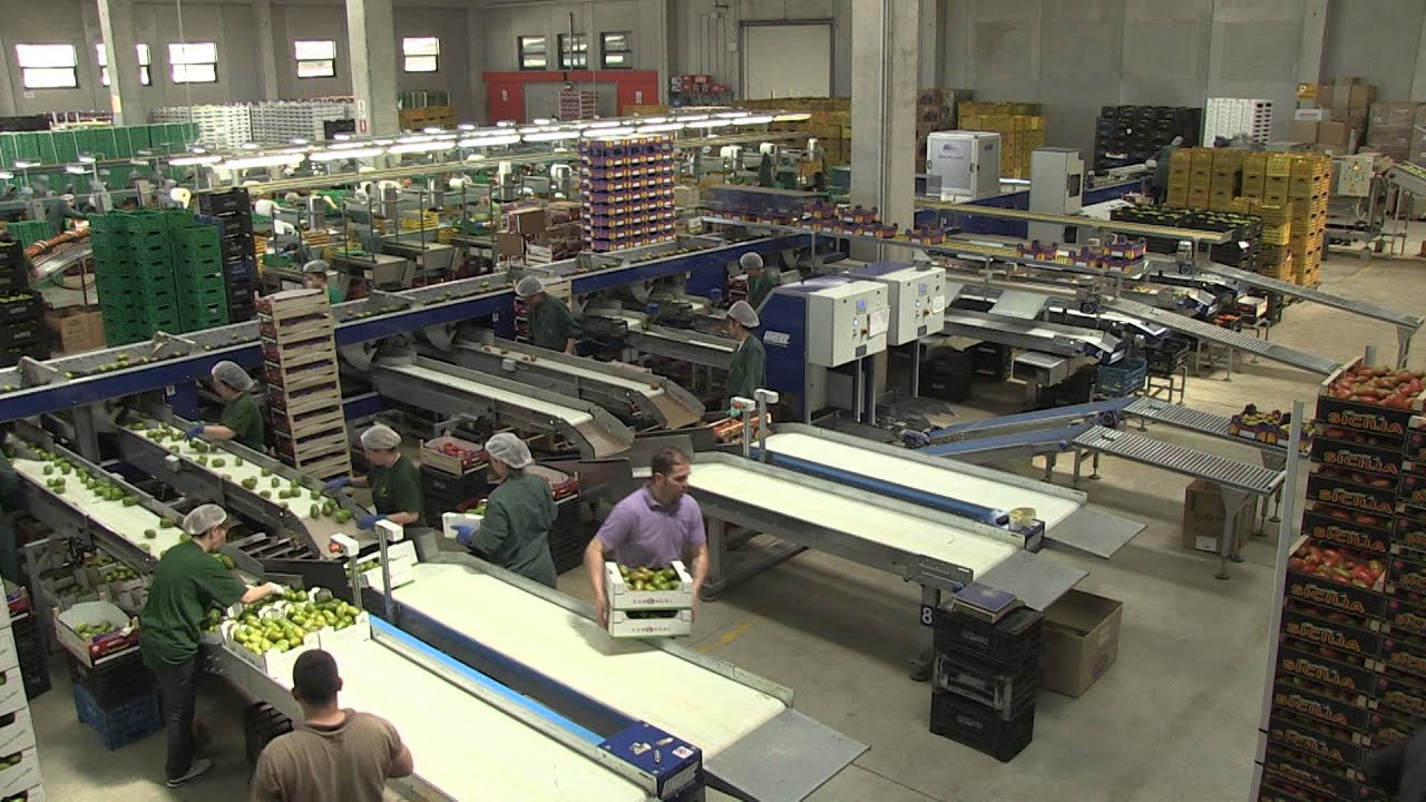 Processing and sorting lines for Elongated Tomatoes - UNITEC - YouTube