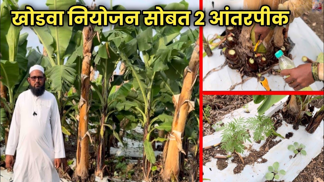 केळी खोडवा नियोजन सोबत आंतर्पिक | समृद्धी ऍग्रो फार्मर | Banana Farming
