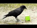 Smart Crow Vs Starbucks Box with Peanuts