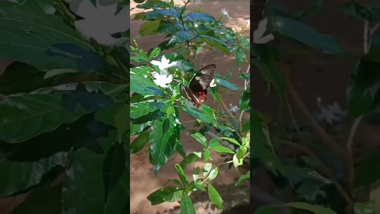 அரசியல் அறிவியல் ஆசான்