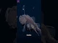 The anglerfish is famous for its lure. #facts #trending #viral #unbelievably #shocking #mustwatch