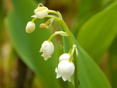 Ландыш майский (Convallaria majalis)