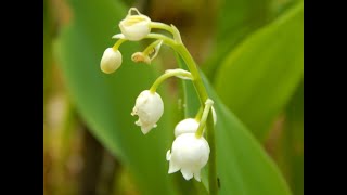 Ландыш майский (Convallaria majalis)