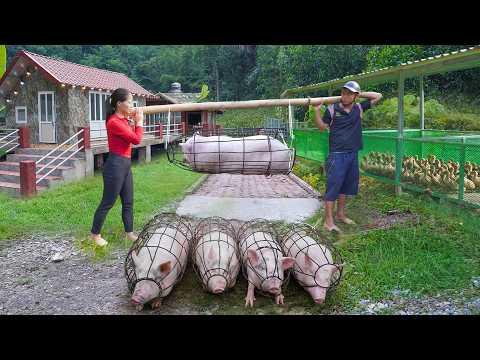 Full Video: 77-Days Selling Many Pigs, Geese, Chicken After 6-Month of Raising, Giant Python