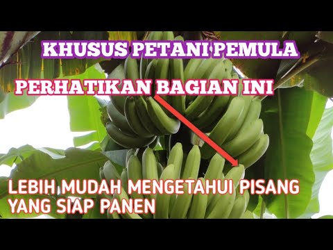 Video: Kapan panen pisang?