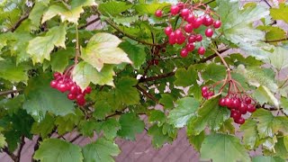 картинка: Осенний сад перед зимой 🍂 | Прогулка по даче, листопад и последние хлопоты сезона