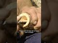 #SHORT | FLAUTA DE PASTOR con cuerno de toro y madera de pino (Vídeo completo en mi canal)