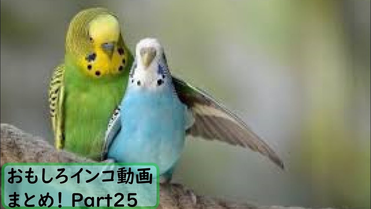 面白 インコ おもしろインコ動画まとめ 25 かわいい Youtube