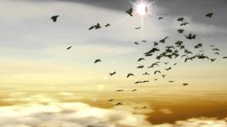 bird flying after effects 9