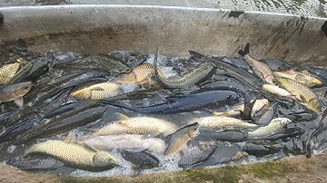 Thảo Cady xuống ao bắt các con vật về nuôi, cá chép, con cua, cá koi, cá vàng, cá trắm,